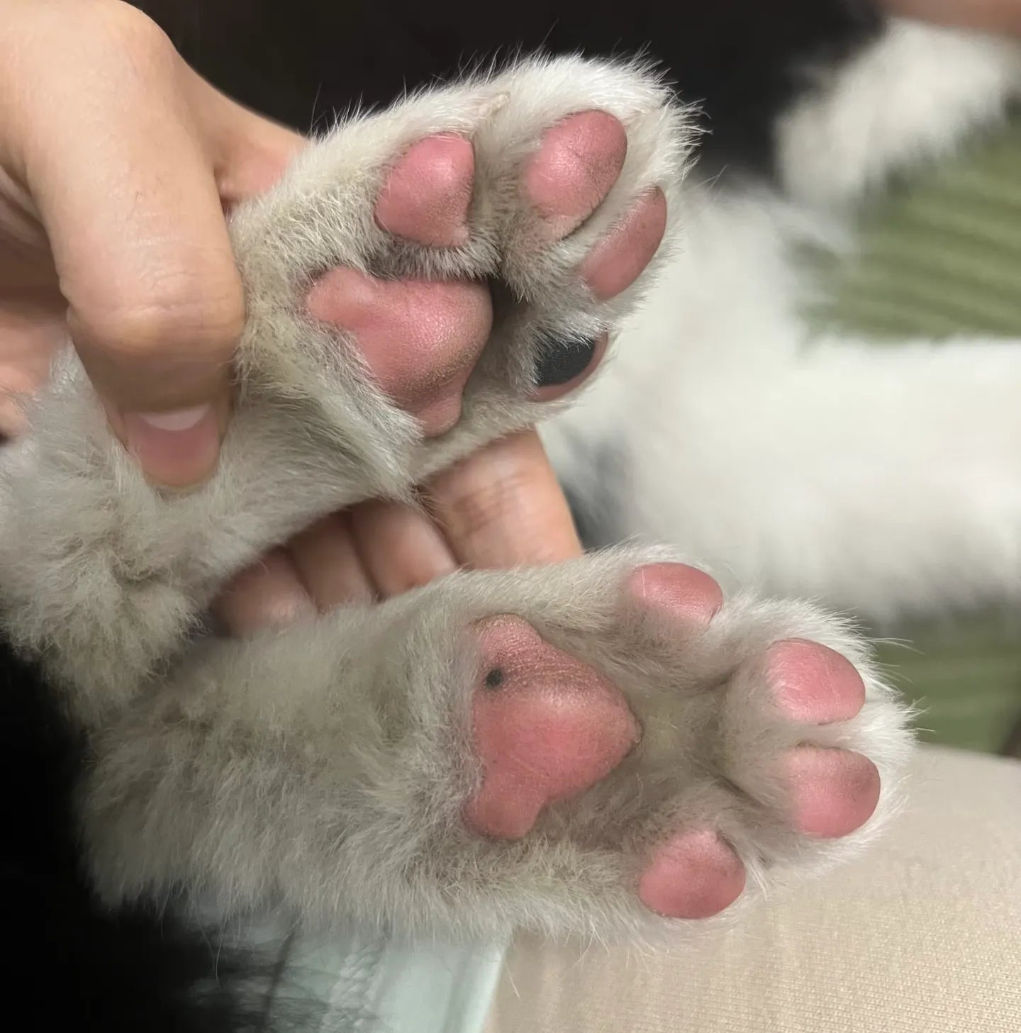 Mancstisztító Pohár – Tiszta lakás minden séta után